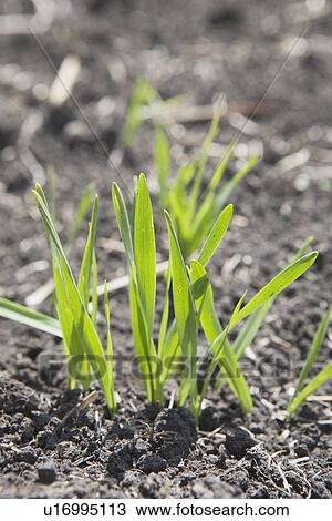 Stock Image - Wheat grass in it's early stages of growth. Fotosearch