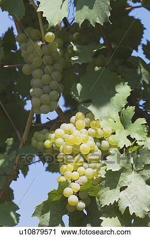 white grapes on the vine View Large Photo Image Stock Image - white grapes on the vine. Fotosearch