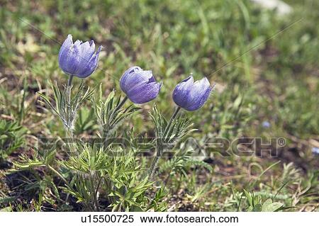 Stock Photography - Wild crocus. Fotosearch