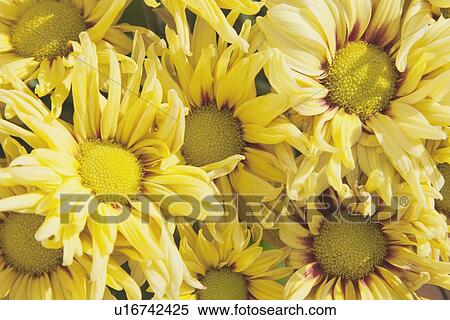 Stock Photography - yellow chrysanthemums. Fotosearch
