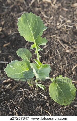 Stock Photo - young canola plant. Fotosearch