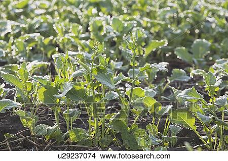 Young canola plants, Alberta, Canada View Large Photo Image Picture - Young canola plants, Alberta, Canada. Fotosearch