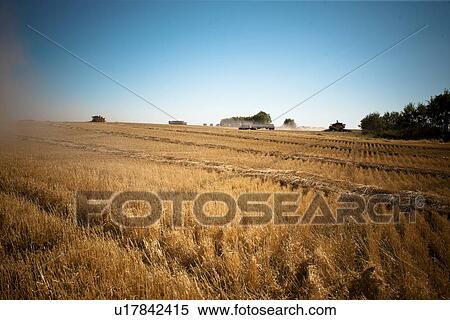 Stock Photography - 2 combines and two large grain trucks spread out in field, Redvers, Saskatchewan, Canada. Fotosearch