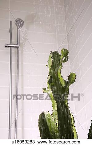 Stock Image - Cactus in shower. Fotosearch
