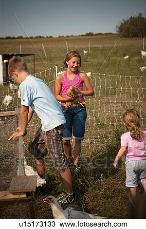 Children looking at heritage breed free range chickens; Redvers, Saskatchewan, Canada View Large Photo Image Stock Image - Children looking at heritage breed free range chickens; Redvers, Saskatchewan, Canada. Fotosearch