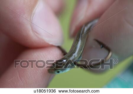 Stock Photograph - Close-up of fingers putting a minnow on a hook for fishing. Fotosearch