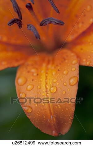 Close-up of Orange Lily flower after rain; beads of water on petals View Large Photo Image Stock Photo - Close-up of Orange Lily flower after rain; beads of water on petals. Fotosearch