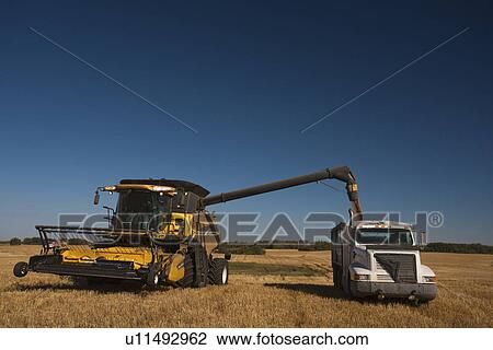 Stock Image - Combine offloading wheat into waiting truck, Redvers, Saskatchewan, Canada. Fotosearch
