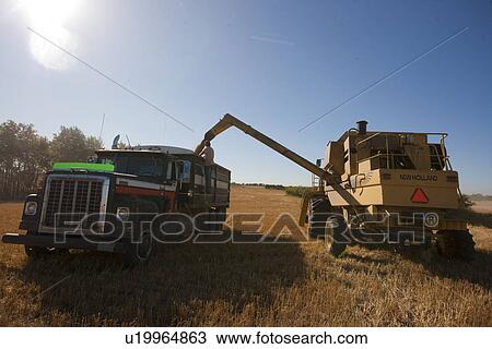 Combine offloading wheat into waiting truck, Redvers, Saskatchewan, Canada View Large Photo Image Stock Image - Combine offloading wheat into waiting truck, Redvers, Saskatchewan, Canada. Fotosearch