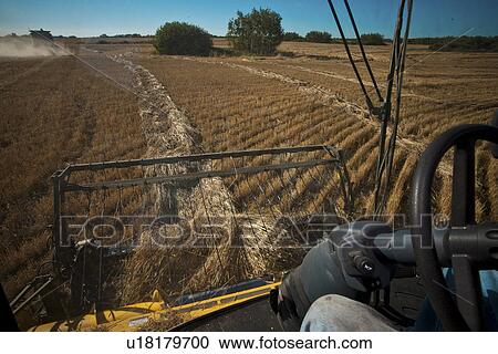 Stock Image - Combine picking up the grain, view from cab; Redvers, Saskatchewan, Canada. Fotosearch