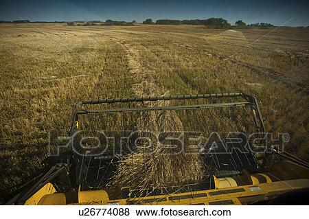 Stock Photo - Combine swath pick-up, Redvers, Saskatchewan, Canada. Fotosearch