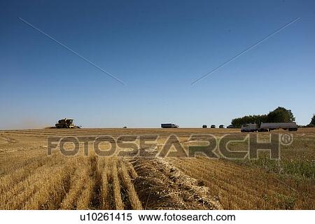 Stock Photography - Combines and trucks in field, Redvers, Saskatchewan, Canada. Fotosearch