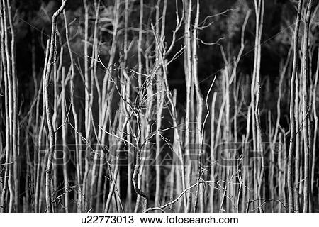 Stock Image - Dead trees in a swamp. Fotosearch