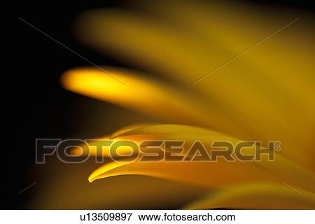 Extreme close-up of Gerbera flower; daisy View Large Photo Image Stock Photo - Extreme close-up of Gerbera flower; daisy. Fotosearch