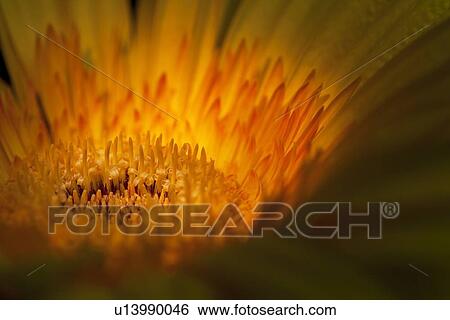 Stock Photograph - Extreme close-up of Gerbera flower; daisy. Fotosearch