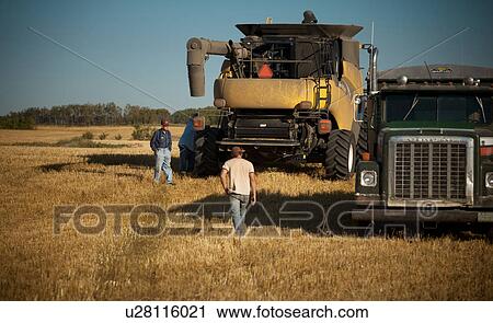 Stock Image - Farmer and grandson, grain truck and combine in field, Redvers, Saskatchewan, Canada. Fotosearch