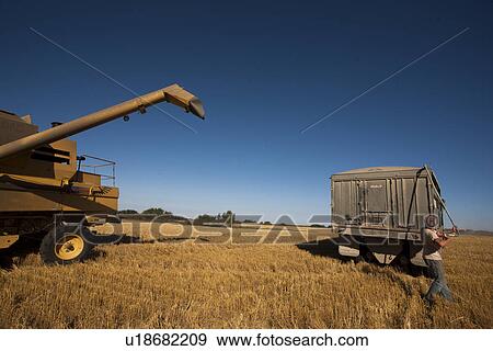 Stock Photo - Farmer winds tarp onto top of loaded grain truck, Redvers, Saskatchewan, Canada. Fotosearch