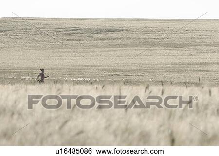 Stock Photograph - Fields of grain, woman running in distance, Manitoba, Canada. Fotosearch