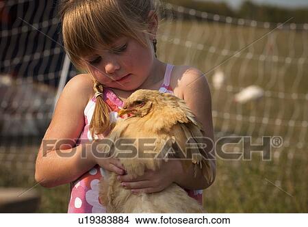 Five year old girl holding heritage breed of free range chicken; Redvers, Saskatchewan, Canada View Large Photo Image Picture - Five year old girl holding heritage breed of free range chicken; Redvers, Saskatchewan, Canada. Fotosearch