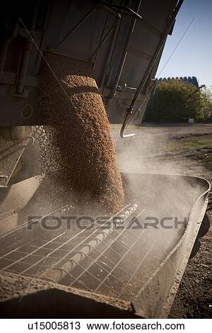 Grain empties into auger, Redvers, Saskatchewan, Canada View Large Photo Image Stock Image - Grain empties into auger, Redvers, Saskatchewan, Canada. Fotosearch