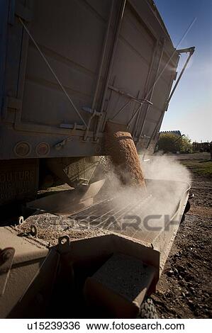 Stock Photograph - Grain empties into auger, Redvers, Saskatchewan, Canada. Fotosearch
