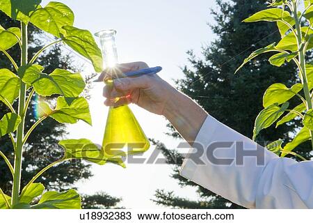 Stock Image - Hand holding flask beside sunflower plant, Manitoba, Canada. Fotosearch