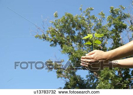 Hands holding seedling by trees, Assiniboine Park, Winnipeg, Canada View Large Photo Image Stock Image - Hands holding seedling by trees, Assiniboine Park, Winnipeg, Canada. Fotosearch