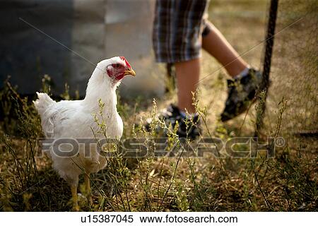 Heritage breed, free range chicken; Redvers, Saskatchewan, Canada View Large Photo Image Stock Photography - Heritage breed, free range chicken; Redvers, Saskatchewan, Canada. Fotosearch