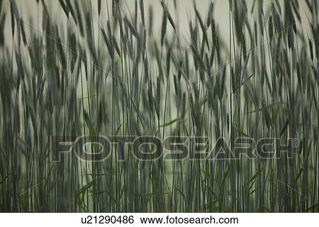 Long grass in farm field View Large Photo Image Stock Photograph - Long grass in farm field. Fotosearch