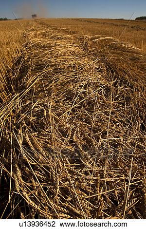 Stock Image - Low angle of swath as combine approaches in distance, Redvers, Saskatchewan, Canada. Fotosearch