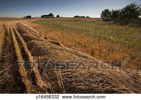 Stock Image - Low angle swath with fram equipment in distance, Redvers, Saskatchewan, Canada. Fotosearch