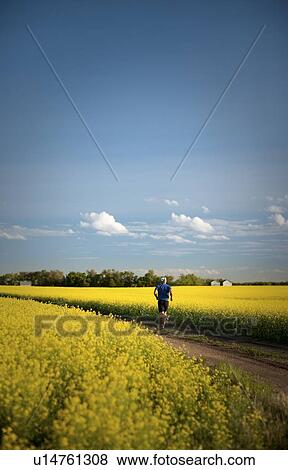 Male runner on rural road beside canola field, Saskatchewan View Large Photo Image Stock Photo - Male runner on rural road beside canola field, Saskatchewan. Fotosearch