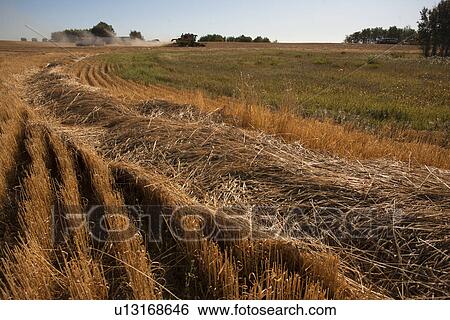 Stock Photograph - Swath of wheat with combine in distance, Redvers, Saskatchewan, Canada. Fotosearch