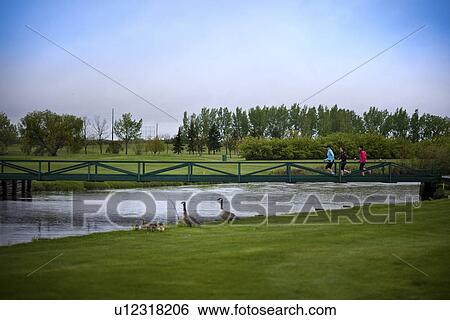 Stock Photograph - Three women running on bridge in park, Canada geese in foreground, Regina, Saskatchewan. Fotosearch