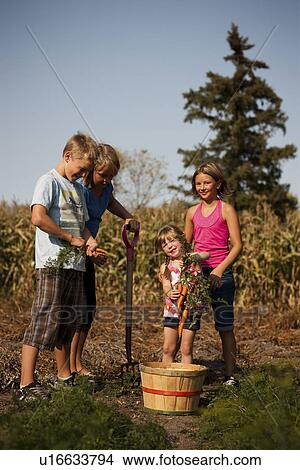 Twelve, ten, and five year old girls and twelve year old boy digging carrots in the garden; Redvers, Saskatchewan, Canada View Large Photo Image Picture - Twelve, ten, and five year old girls and twelve year old boy digging carrots in the garden; Redvers, Saskatchewan, Canada. Fotosearch