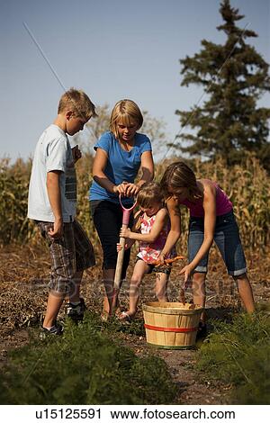 Stock Image - Twelve, ten, and five year old girls and twelve year old boy digging carrots in the garden; Redvers, Saskatchewan, Canada. Fotosearch