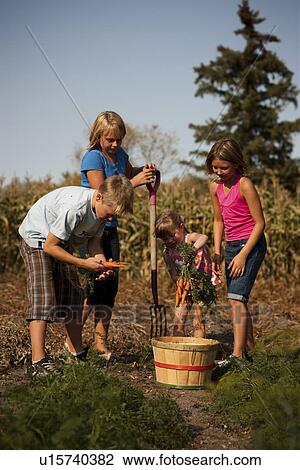 Twelve, ten, and five year old girls and twelve year old boy digging carrots in the garden; Redvers, Saskatchewan, Canada View Large Photo Image Stock Image - Twelve, ten, and five year old girls and twelve year old boy digging carrots in the garden; Redvers, Saskatchewan, Canada. Fotosearch