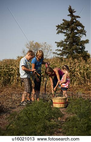 Twelve, ten, and five year old girls and twelve year old boy digging carrots in the garden; Redvers, Saskatchewan, Canada View Large Photo Image Stock Image - Twelve, ten, and five year old girls and twelve year old boy digging carrots in the garden; Redvers, Saskatchewan, Canada. Fotosearch