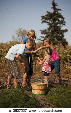 Twelve, ten, and five year old girls and twelve year old boy digging carrots in the garden; Redvers, Saskatchewan, Canada View Large Photo Image Stock Photo - Twelve, ten, and five year old girls and twelve year old boy digging carrots in the garden; Redvers, Saskatchewan, Canada. Fotosearch
