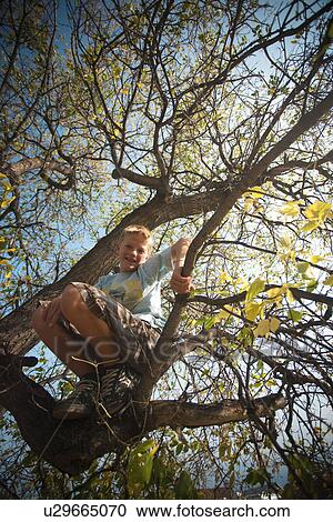 Stock Image - Twelve year old boy in tree, autumn; Redvers, Saskatchewan, Canada. Fotosearch