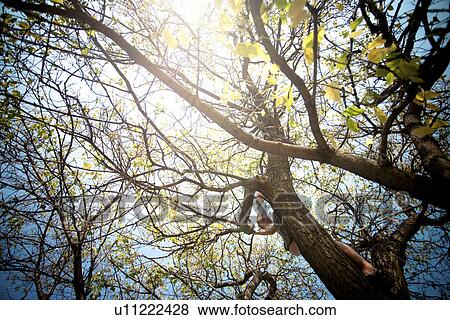 Stock Photo - Twelve year old boy in tree, autumn, Redvers, Saskatchewan, Canada. Fotosearch