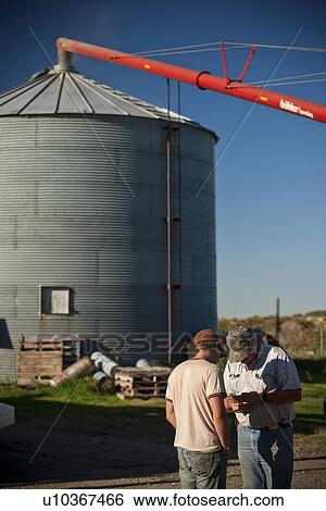 Stock Photograph - Two farmers checking grain in hand in farmyard, Redvers, Saskatchewan, Canada. Fotosearch