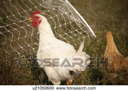 Two heritage breeds of free range chickens; Redvers, Saskatchewan, Canada View Large Photo Image Stock Photo - Two heritage breeds of free range chickens; Redvers, Saskatchewan, Canada. Fotosearch