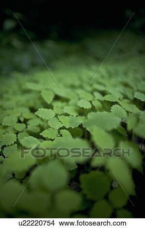 Picture - Undergrowth in forest along the Bruce Trail; ground cover. Fotosearch