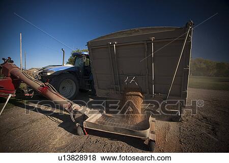 Stock Photo - Unloading grain truck, Redvers, Saskatchewan, Canada. Fotosearch