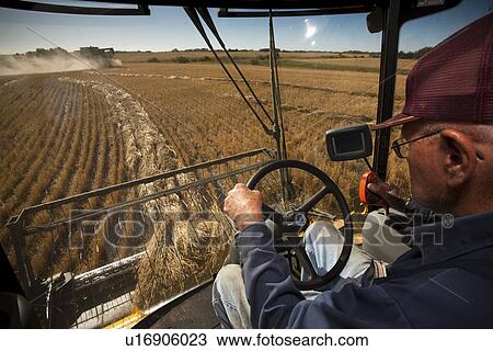 Stock Image - View from cab of combine, senior farmer and second combine; Redvers, Saskatchewan, Canada. Fotosearch