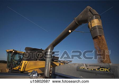 Wheat pours out of combine spout into grain truck; Redvers, Saskatchewan, Canada View Large Photo Image Stock Photo - Wheat pours out of combine spout into grain truck; Redvers, Saskatchewan, Canada. Fotosearch
