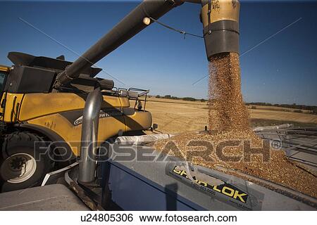 Wheat pours out of combine spout into grain truck; Redvers, Saskatchewan, Canada View Large Photo Image Stock Photograph - Wheat pours out of combine spout into grain truck; Redvers, Saskatchewan, Canada. Fotosearch