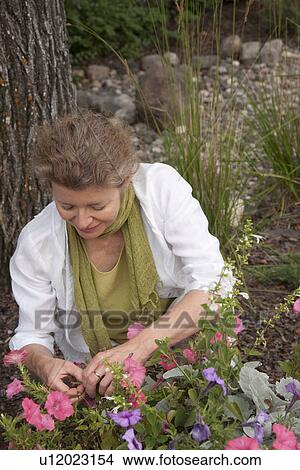 Woman kneeling beside flowers in garden, Manitoba, Canada View Large Photo Image Picture - Woman kneeling beside flowers in garden, Manitoba, Canada. Fotosearch