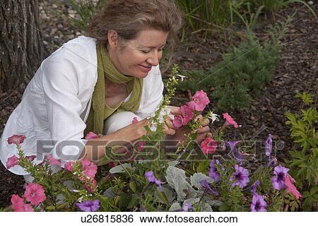 Stock Photograph - Woman kneeling beside flowers in garden, Manitoba, Canada. Fotosearch